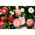 thumbnail image 4 of 100 MIXED Colors ENGLISH DAISY Bellis Perennis Flower Seeds, 4 of 11