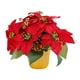 thumbnail image 5 of Nochebuena roja,Decoración navideña de planta de flor de pascua artificial navideña,Flor artificial de planta de flor de pascua roja en maceta,Decoración De Chimenea De Oficina De Centro De, 5 of 9