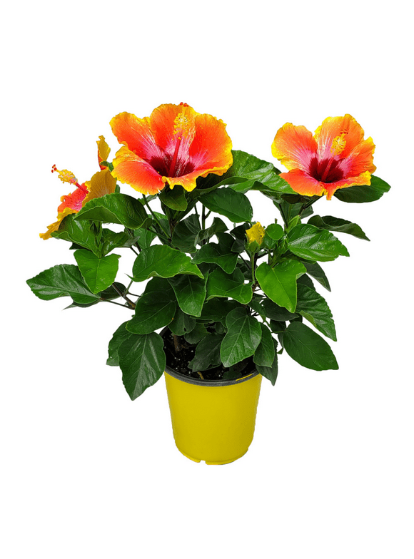 Hibiscus Plants in Garden Bushes