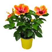 Tropical Plants of Florida 10" to 14" Fiesta Hibiscus Bush; Colors Include Red, Orange, Yellow, Pink