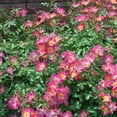 thumbnail image 3 of Pink Drift Rose (2 Gallon) Low-Growing Groundcover Deciduous Flowering Shrub - Full Sun Live Outdoor Plant, 3 of 4