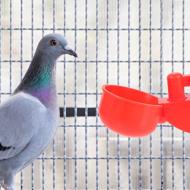 FENGGUIQU 1Jgo Bebedero Automático Para Gallinas Y Codornices De Plástico Para Uso Y Hogar