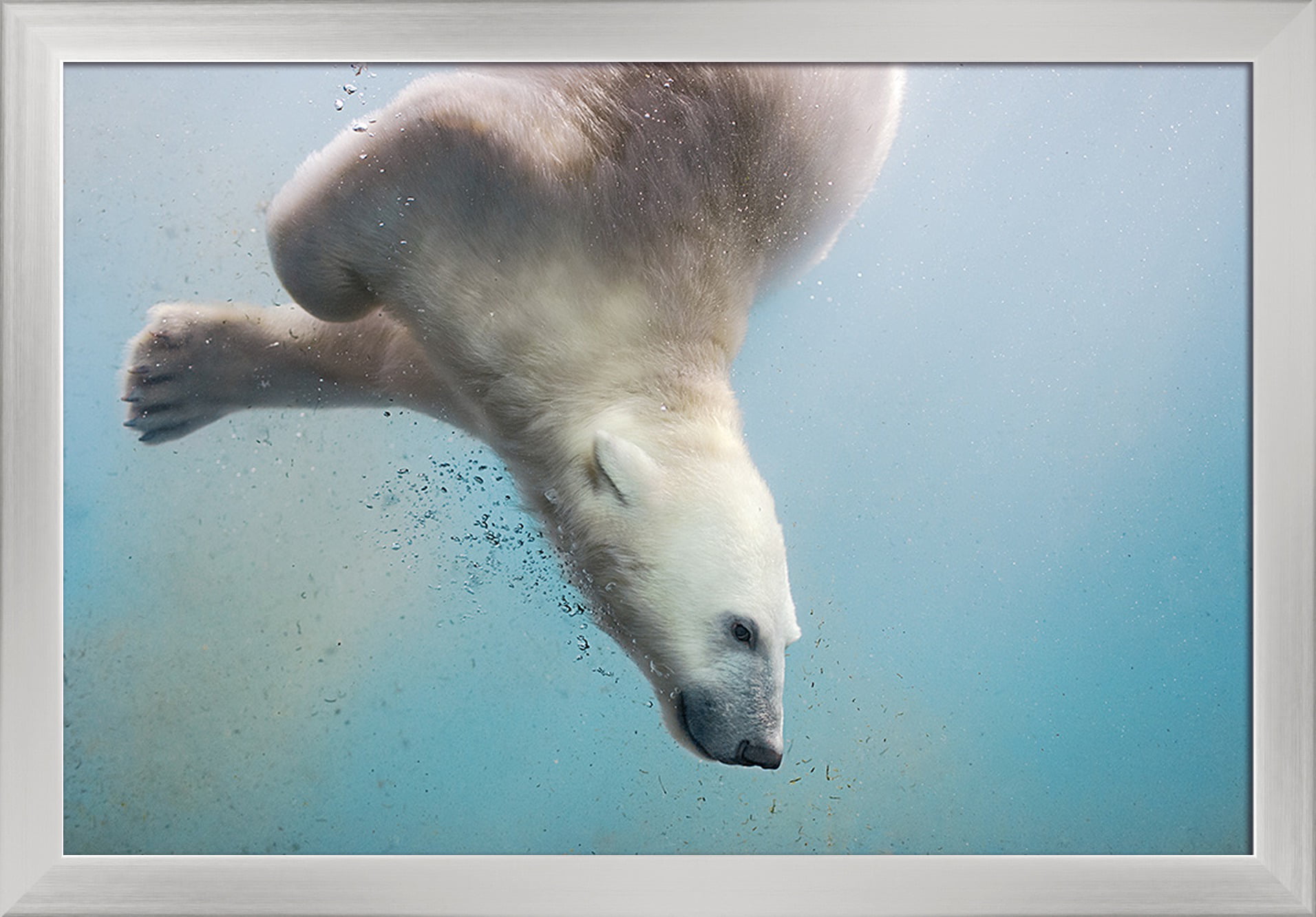 Медведь плавает скорость. Белый медведь ныряет. Белый медведь в воде. Белый медведь под водой. Полярный медведь.