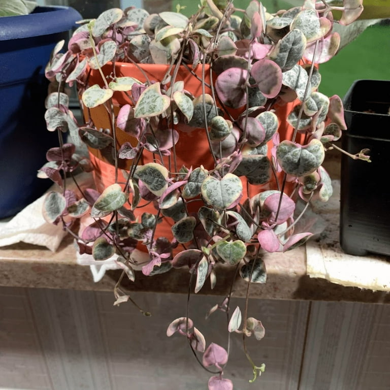 Variegated String of Hearts Plant Live, Rare Trailing Succulent Vine in 4  inch Pot, 4-7 inches Tall for Indoor Houseplant - Walmart.com