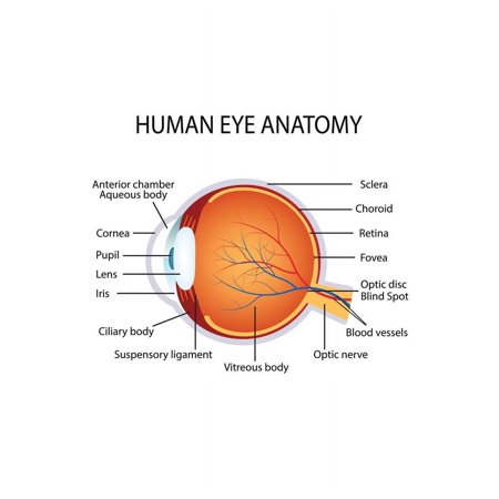 Human Eye Anatomy Classroom Diagram Educational Chart Cool Wall Art Print Poster 16x24