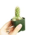 thumbnail image 5 of Lady Fingers Cactus Mammillaria Elongata (2"+ Clay Pot) - Tiny, Lovely, Easy to Care Cactus for Beginners - Unique Shaped Cactus - Live Cactus for Home Office, 5 of 8