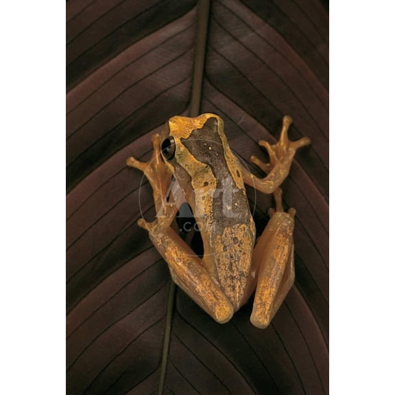 Dendropsophus Ebraccatus Hourglass Treefrog, Animals Unframed Photographic Print Wall Art by Paul Starosta Sold by Art.Com