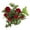 Scarlet, variant on True Bloom by Altman Plants 'True Love' PP28929 Red Rose Bush, 6qt. Pot, Live Garden Roses, Full Sun