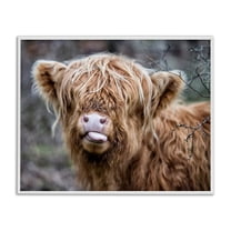 Stupell Industries Baby Highland Calf Cattle Licking Lips Country Farmland Photograph White Framed Art Print Wall Art, Design by James Dobson