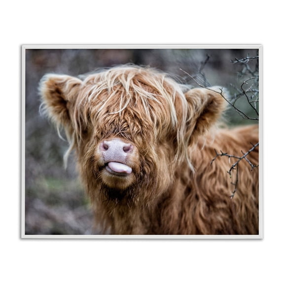 Stupell Industries Baby Highland Calf Cattle Licking Lips Country Farmland Photograph White Framed Art Print Wall Art, Design by James Dobson