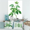 thumbnail image 2 of Designart ' Ancient Green Leaves Plants V ' Traditional Canvas Wall Art Print, 2 of 4