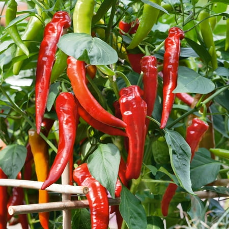 Cowhorn Hot Hot Pepper Seeds - 1 Oz ~5000 Seeds - Non-GMO Heirloom - Vegetable Garden - Capsicum annuum
