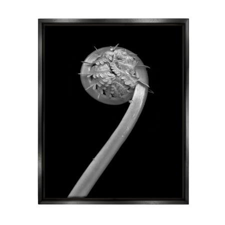 Stupell Industries Fiddlehead Fern on Black Botanical & Floral Photography Black Floater Framed Art Print Wall Art 17 x 21