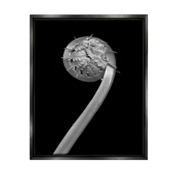 Stupell Industries Fiddlehead Fern on Black Botanical & Floral Photography Black Floater Framed Art Print Wall Art, 17 x 21