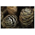 thumbnail image 1 of Great BIG Canvas | "Closeup of Weathered Black Spruce Cones, Brooks Range, Marion Creek" Art Print - 30x20, 1 of 4