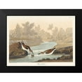 thumbnail image 2 of Audubon, John James 24x19 Black Modern Framed Museum Art Print Titled - Little Sandpiper, 2 of 5