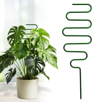 monstera schatten oder sonne Monstera deliciosa 'Thai Constellation' main image 1