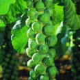 thumbnail image 3 of GSDWIUEW Brussels Sprouts Seeds, Long Island Variety, 300 Heirloom Seeds, Cold-Weather Vegetable, 3 of 5