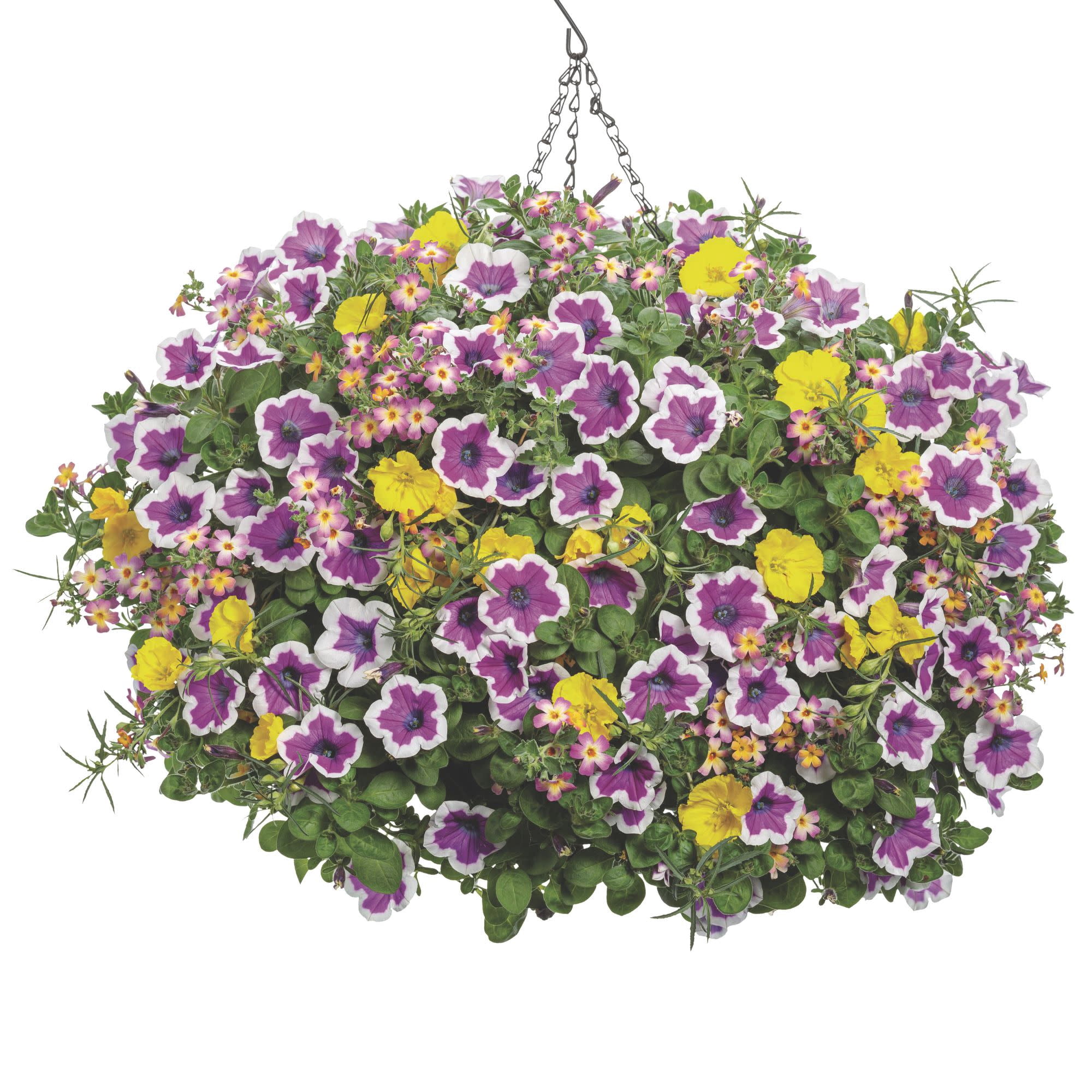 Proven Winners 4" Purple Supertunia Hoopla Vivid Orchid Petunia Live Plant in 4.25" Pot (4 Count)