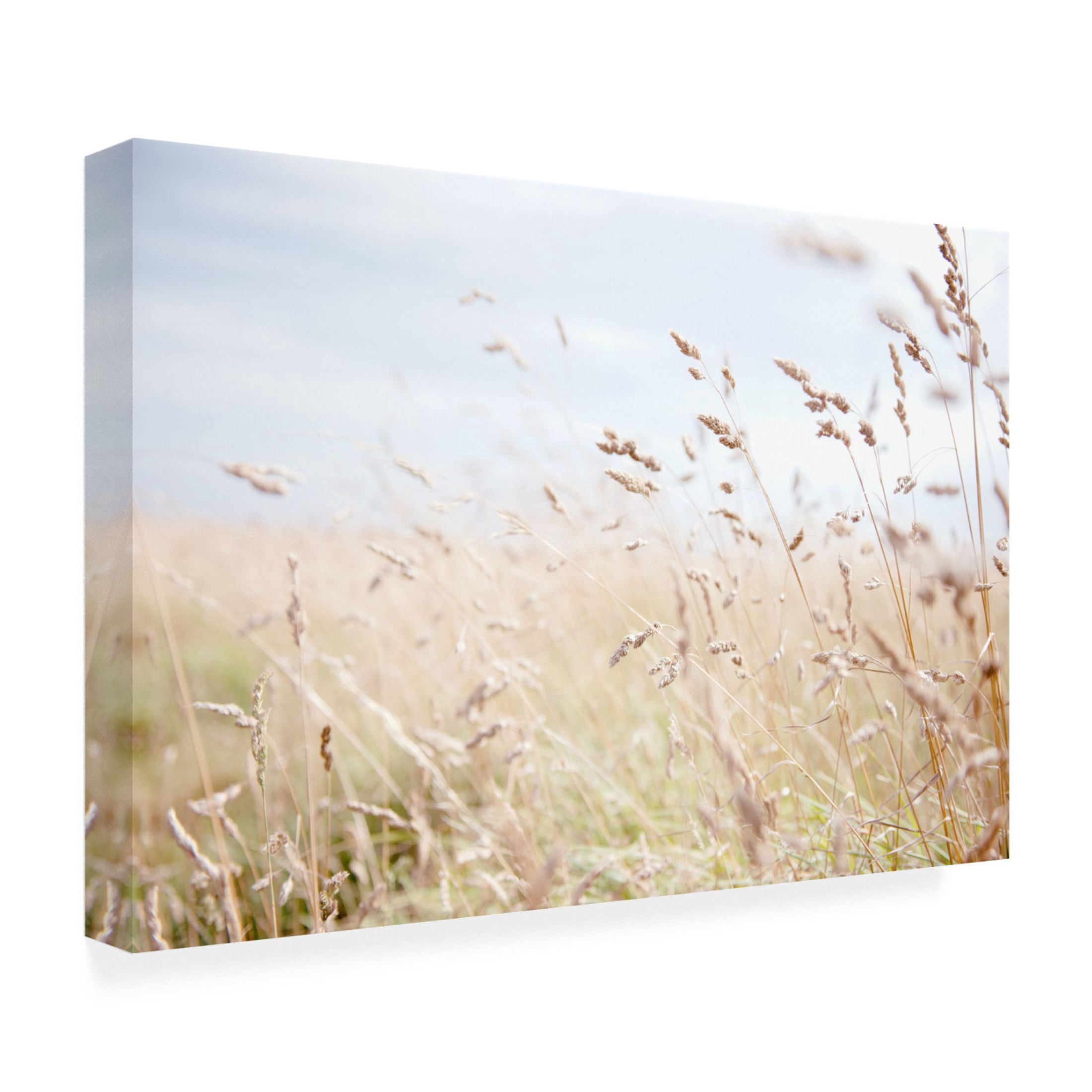 Canvas Wall Art - Tom Quartermaine 'Summer Field' Wall Art for Living Room, Bedroom, or Office Décor by Trademark Fine Art - 47 x 30 Inches