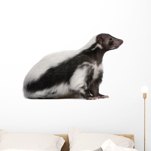 Striped Skunk Wall Decal Wallmonkeys Peel and Stick Animal Graphics (36 in W x 25 in H) WM502933