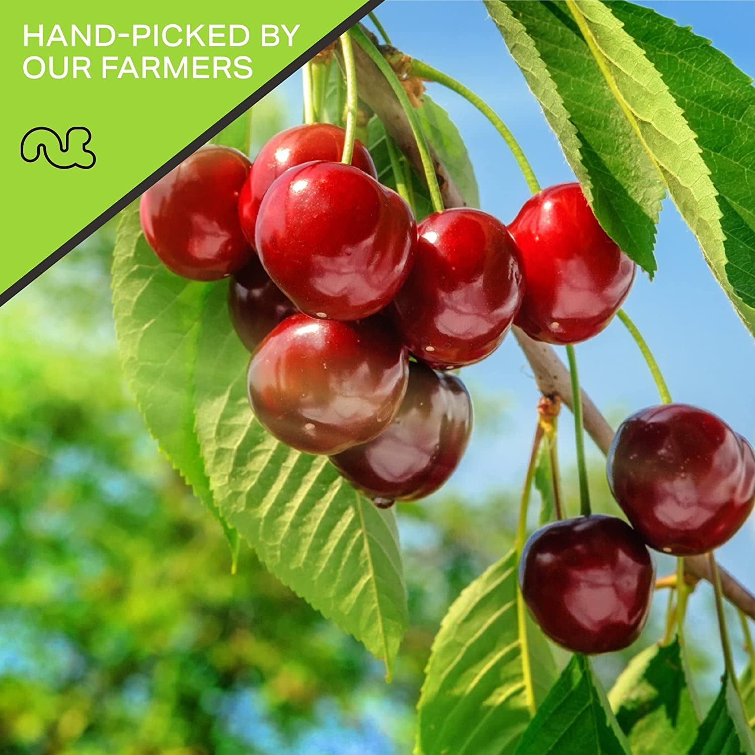 Sun Dried Sour Tart Cherries, Lightly Sweetened 32oz by Nut Cravings