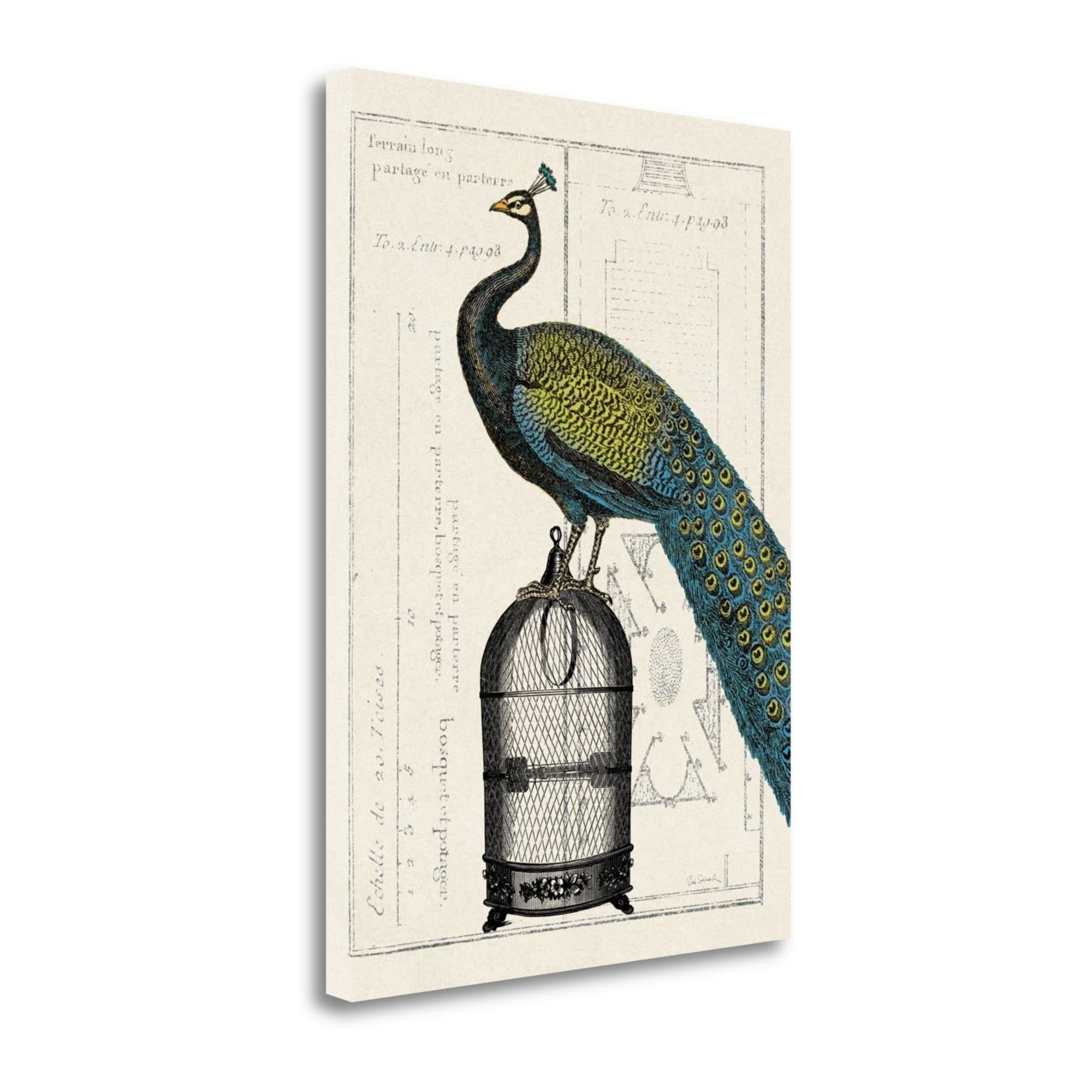 Tangletown Fine Art Peacock Birdcage Ii Graphic Art Print On Wrapped Canvas Walmart Com Walmart Com