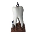 thumbnail image 1 of Estatua de los dientes Escultura de estatuilla de para colecciones de decoración de estantería de oficina de odontología Magideal Estatua de los dientes, 1 of 8