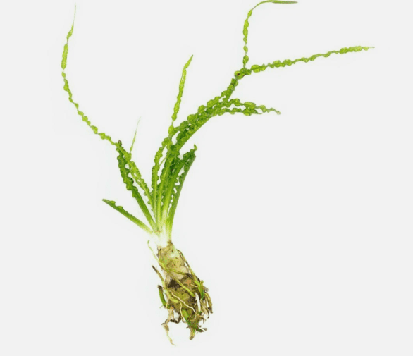 Crinum Calamistratum Live Aquarium Plant – Easy Care Freshwater Aquatic Plant for Fish Tank