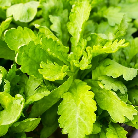 TomorrowSeeds - Round Leaf Chrysanthemum Greens Seeds - 1000 Count - For 2026 Planting Edible