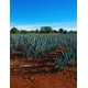 thumbnail image 2 of Destilado de Agave Rancho Escondido 3 L, 2 of 2