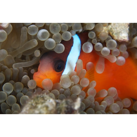 Cinnamon Clownfish in its host anemone Stretched Canvas - Terry MooreStocktrek Images (18 x