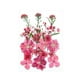 thumbnail image 4 of Flores prensadas secas Strade Fareast Limited Material de fabricación DIY Rosa rojo, 4 of 8