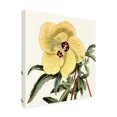 thumbnail image 2 of Vision Studio 'Cropped Antique Botanical VII' Canvas Art, 2 of 3