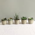 thumbnail image 6 of 5 Pack Potted Fake Succulents Pot Artificial Simulation Plants Sets for Home Kitchen Garden Office Wedding Party Room Decor Gift, 6 of 9