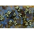 thumbnail image 2 of Shimlock, Jones 32x23 Gold Ornate Wood Framed with Double Matting Museum Art Print Titled - Indonesia Bluebell tunicates and marine life, 2 of 4