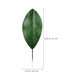 thumbnail image 2 of KAKOWELY 10 piezas de hojas verdes artificiales de magnolia para decoración de arreglos florales., 2 of 4