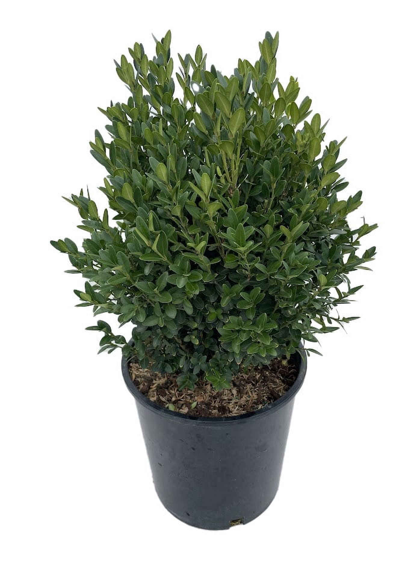 Expert Gardener 2.25 gal Boxwood Green Gem Live Shrubs