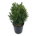 thumbnail image 2 of Expert Gardener 2.25 gal Boxwood Green Gem Live Shrubs, 2 of 8