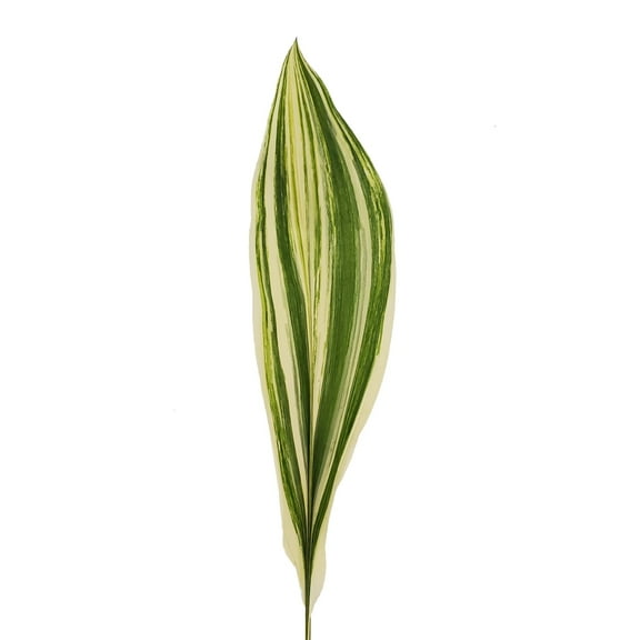 Bloomingmore Everyday Greenery Aspidistra, Variegated - Farm Direct Fresh Cut Flowers - 150 Stems
