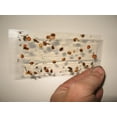 thumbnail image 6 of 8 pk Economy All Insect Traps Glue Boards Window Strips Fly Bees Wasps Asian Beetles, 6 of 10