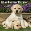 Labrador Puppies Calendar 2018 (Yellow) - Dog Breed Calendar - Wall Calendar 2017-2018