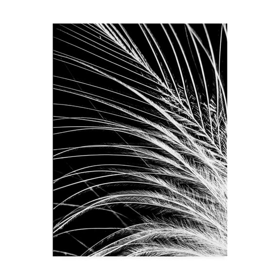 Trademark Fine Art 'White Feather' Canvas Art by Incado