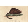 thumbnail image 2 of Muskbeaver Or Muskrat, Castor Zibethicus Poster Print By ® Florilegius Mary Evans (24 X 18), 2 of 4