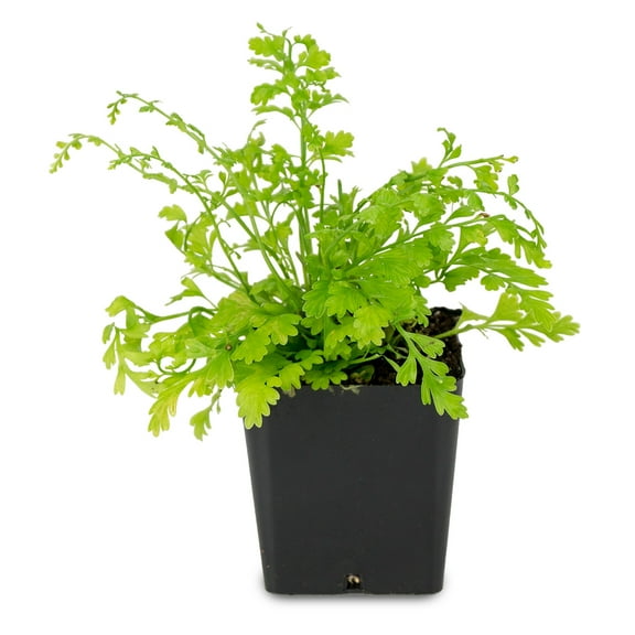 Sprig & Stone Asplenium bulbiferum 'Mother Fern'