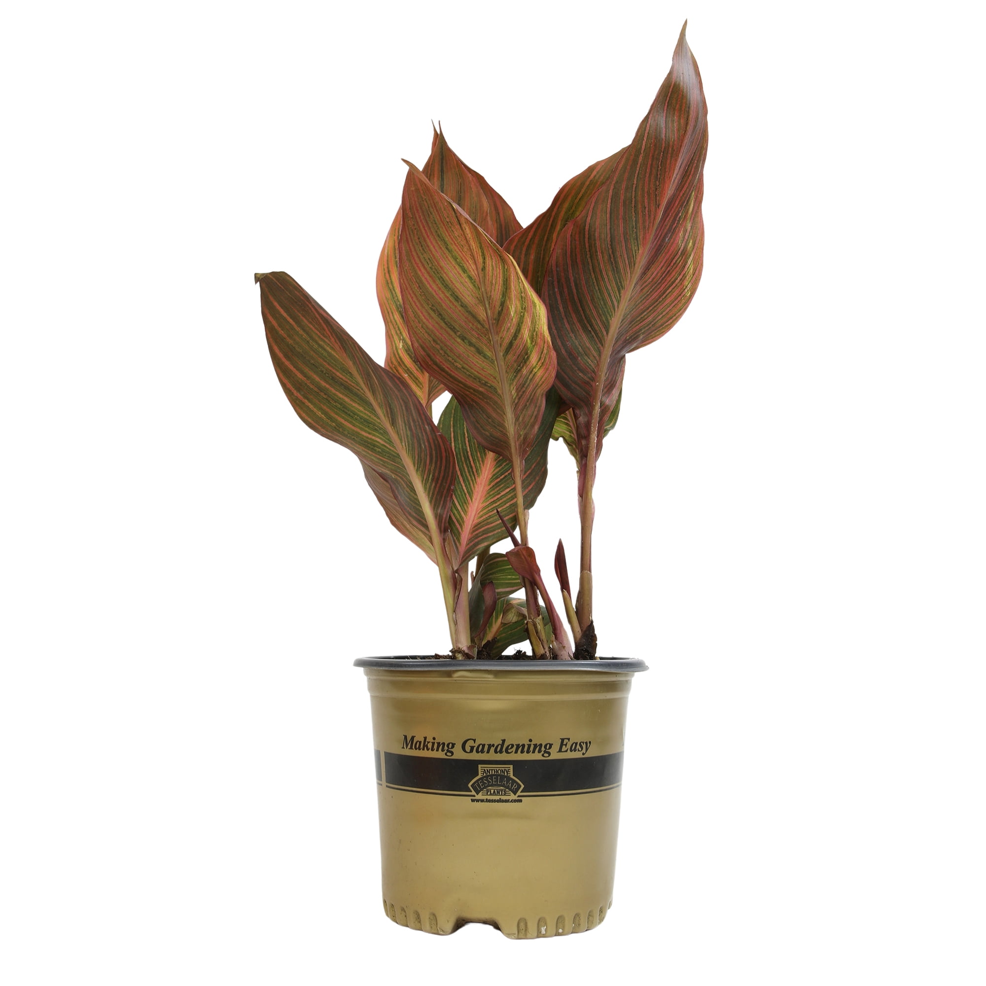 Altman Plants Red Tropicanna Canna Lily | Garden Perennial, Outdoor Plant | 4qt. Grow Pot; Full Sun