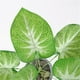 thumbnail image 3 of s artificiales Árbol Epipremnum Aureum s artificiales árbol Vegetación , Mini artificial Bonsai Adornos de es perfecl Hojas de taro artificial, 3 of 8