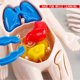 thumbnail image 5 of Vogacara Modelo de cuerpo humano para niños, Torso educativo de estómago, juguete de aprendizaje temprano, accesorio de enseñanza, juguete de Juguetes Educativos, 5 of 6
