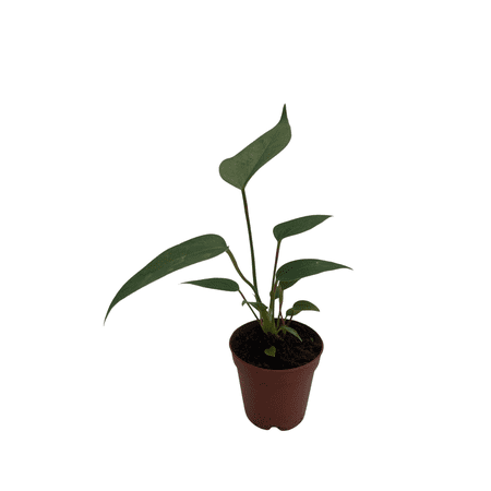 Flowering Flamingo Miniature Anthurium - 2" Pot