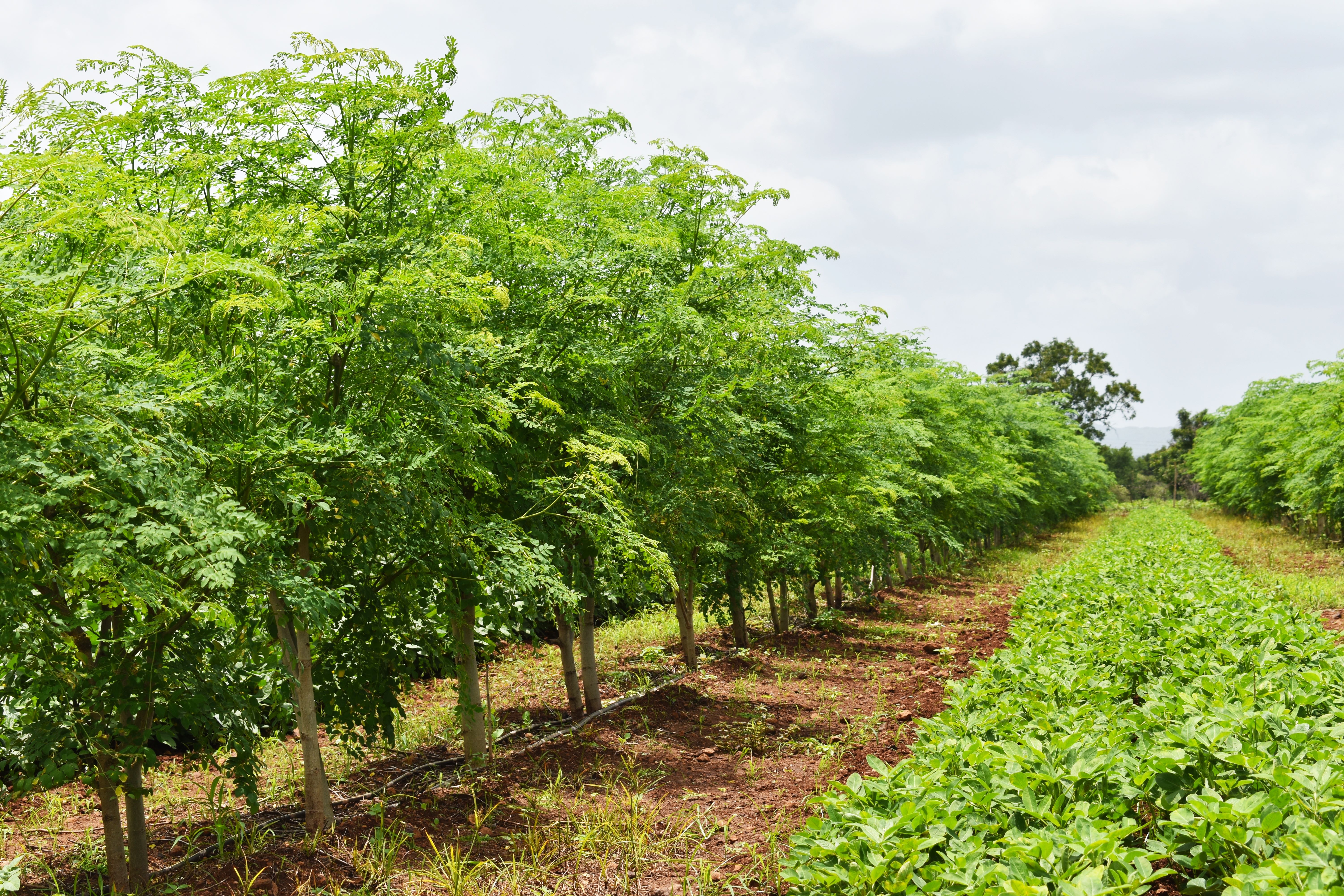 2 Live Moringa Tree Seedlings 1 Foot Tall Moringa Oleifera Plants Miracle Tree Drumstick Tree Malunggay Edible Superfood Trees for Planting
